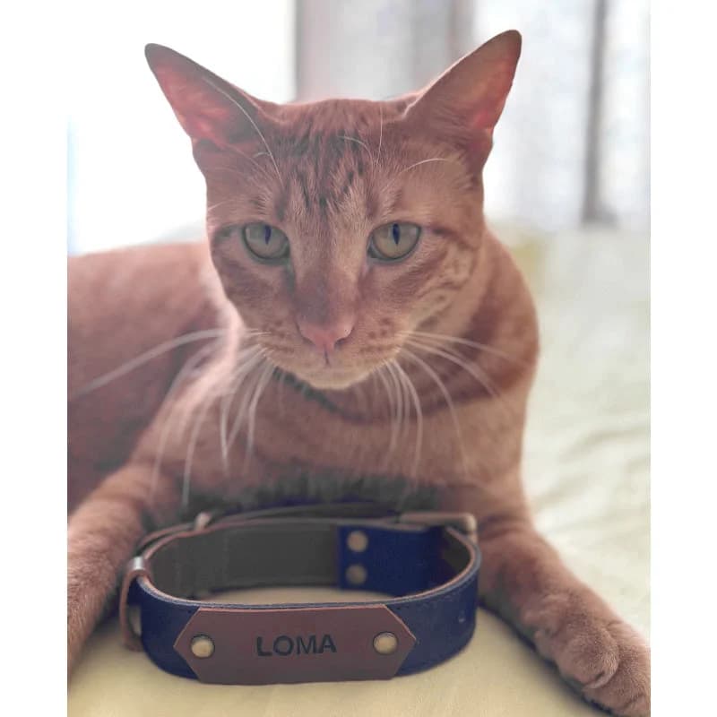 Dog Collar With Name Tag thumbnail 9