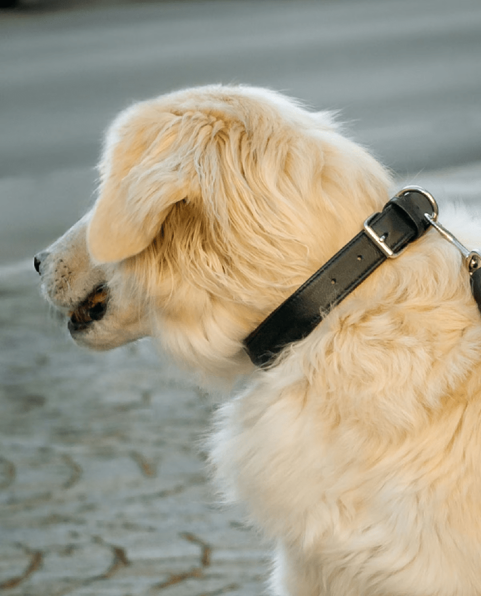 Classic Black Leather Dog Collar - Adjustable & Durable