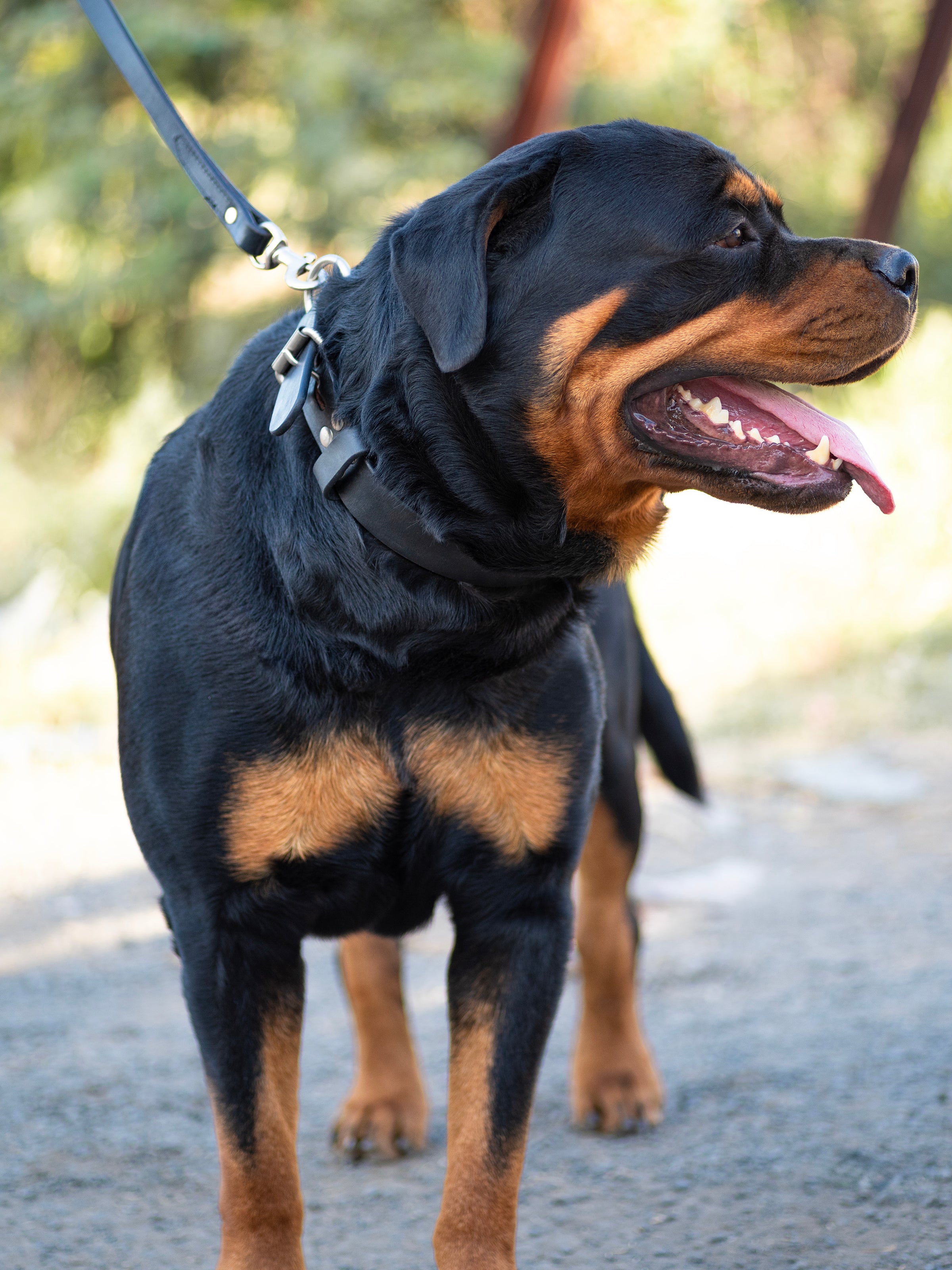 Agitation Leather Dog Collar thumbnail 14