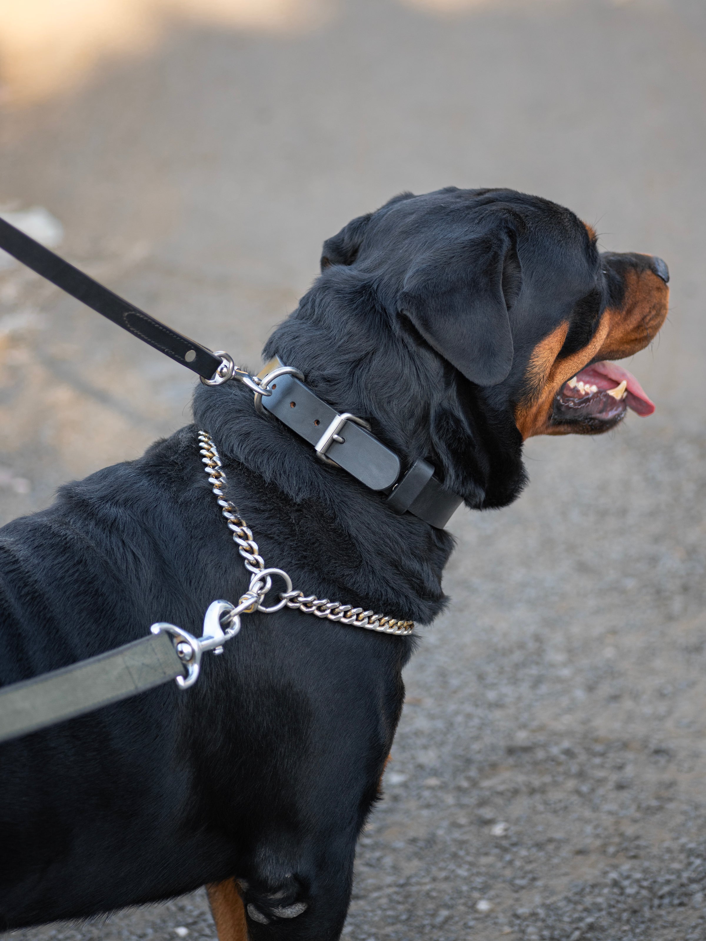 Agitation Leather Dog Collar thumbnail 9