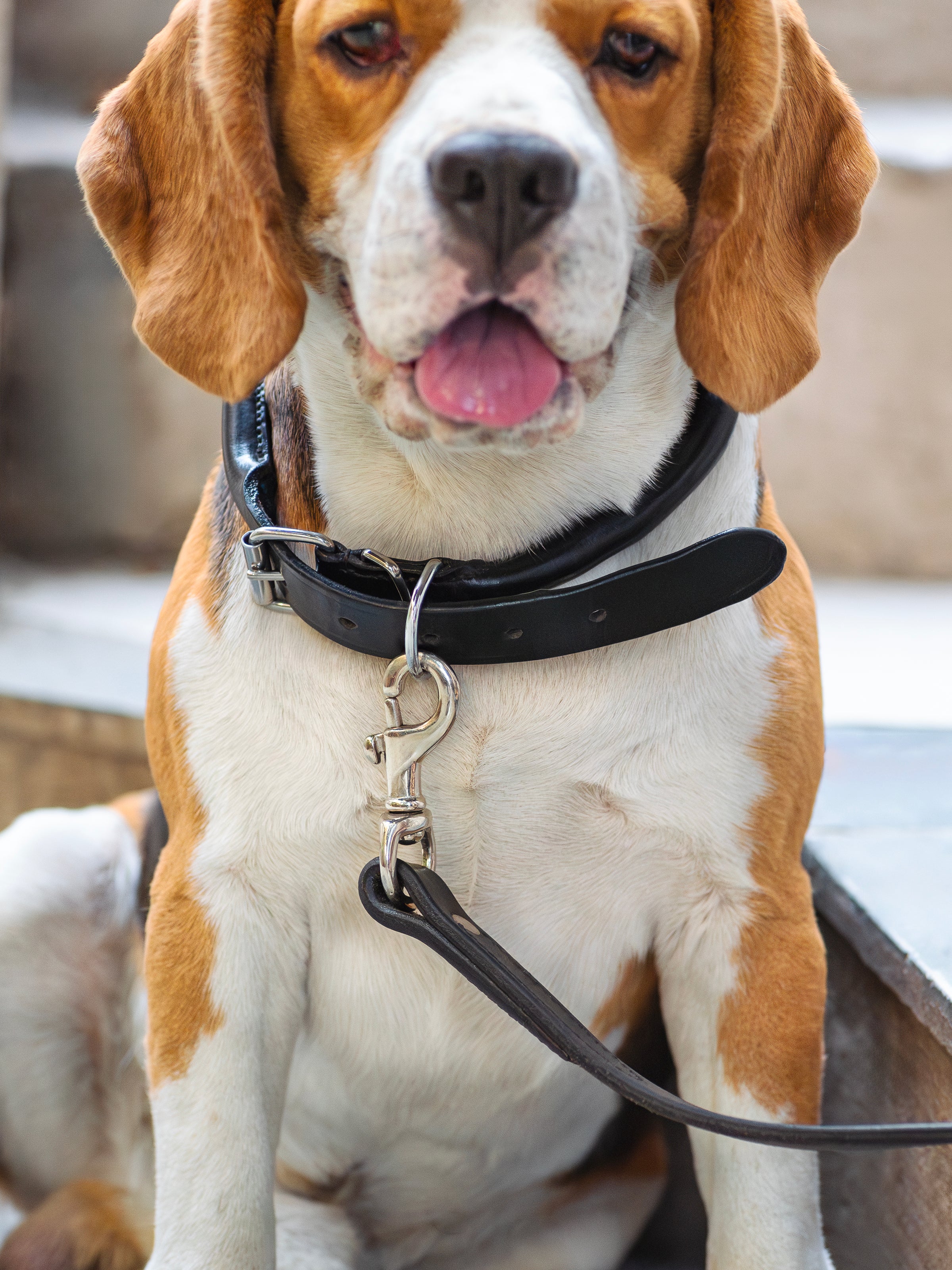 Rolled Leather Dog Collar thumbnail 2