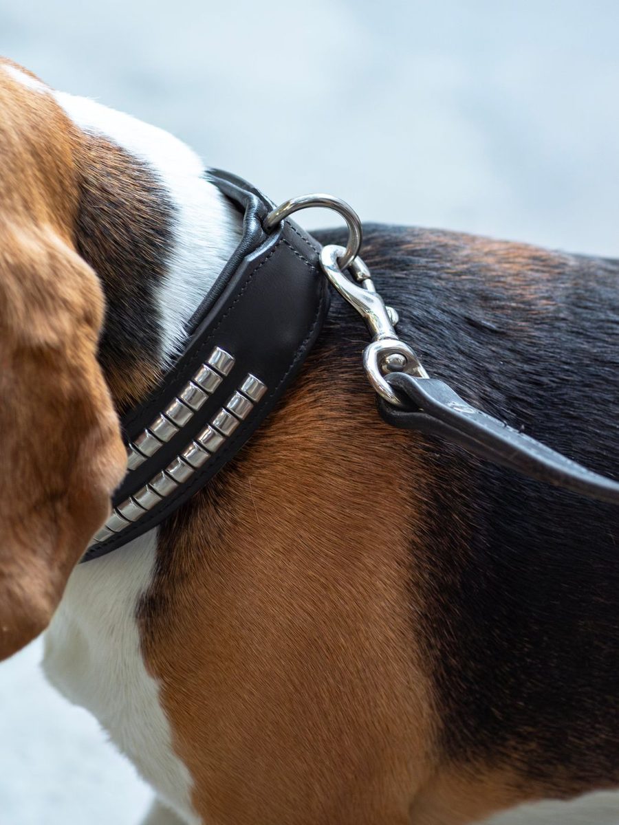 Leather Collar With Designer Studs thumbnail 2