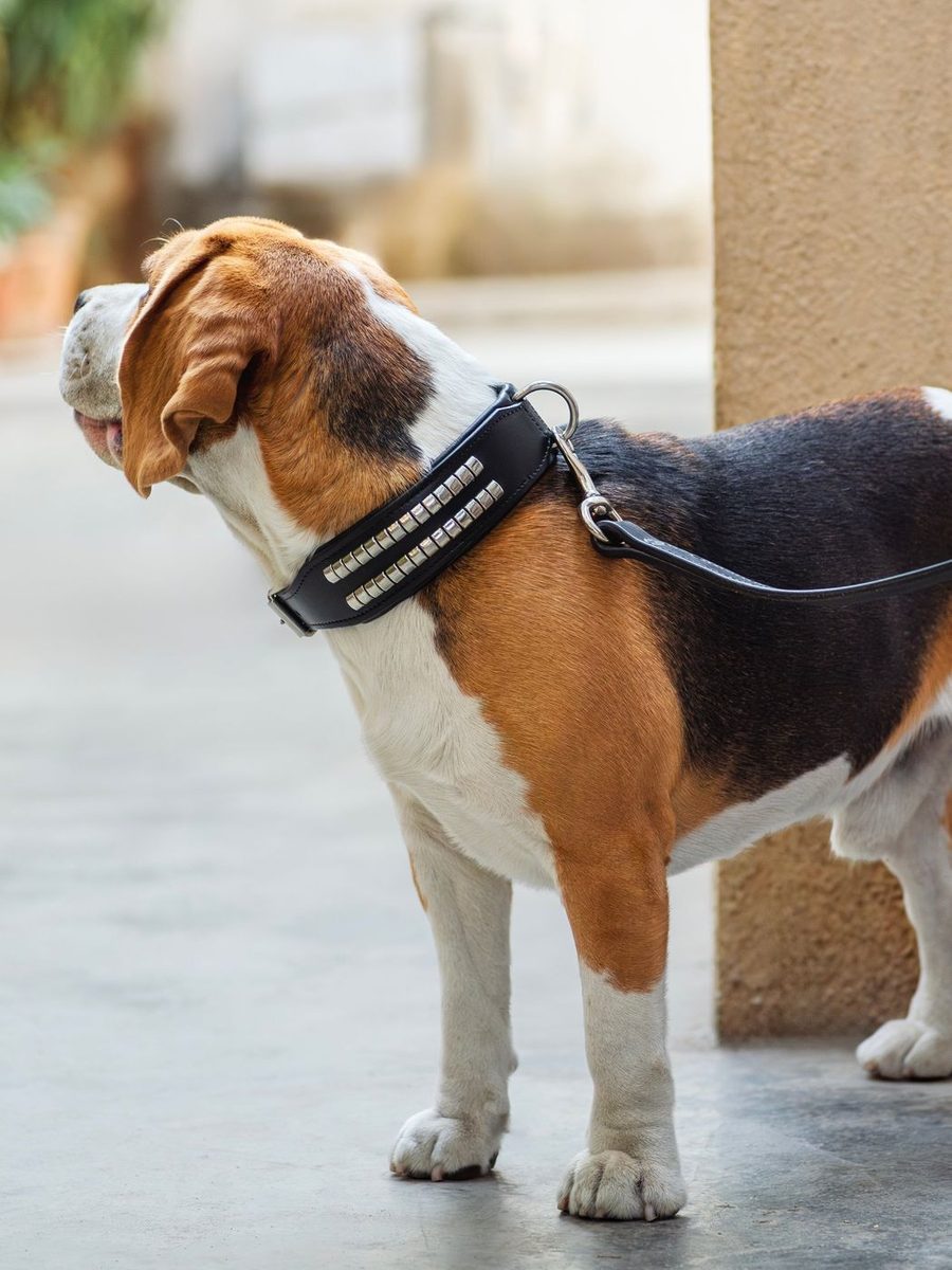 Leather Collar With Designer Studs thumbnail 8