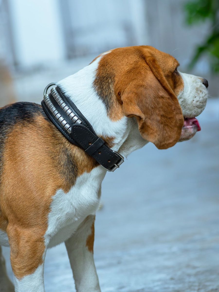 Leather Collar With Designer Studs thumbnail 9