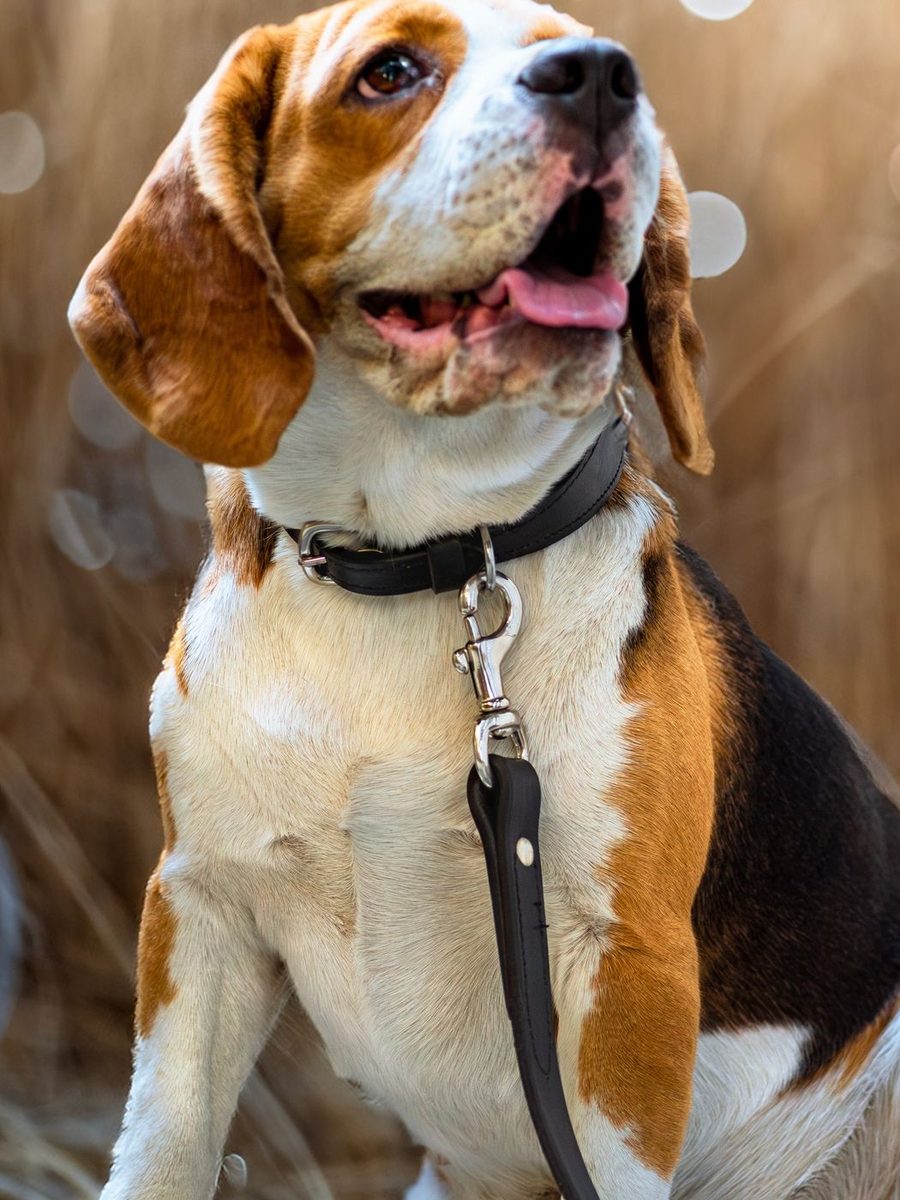 Leather Dog Leash thumbnail 3