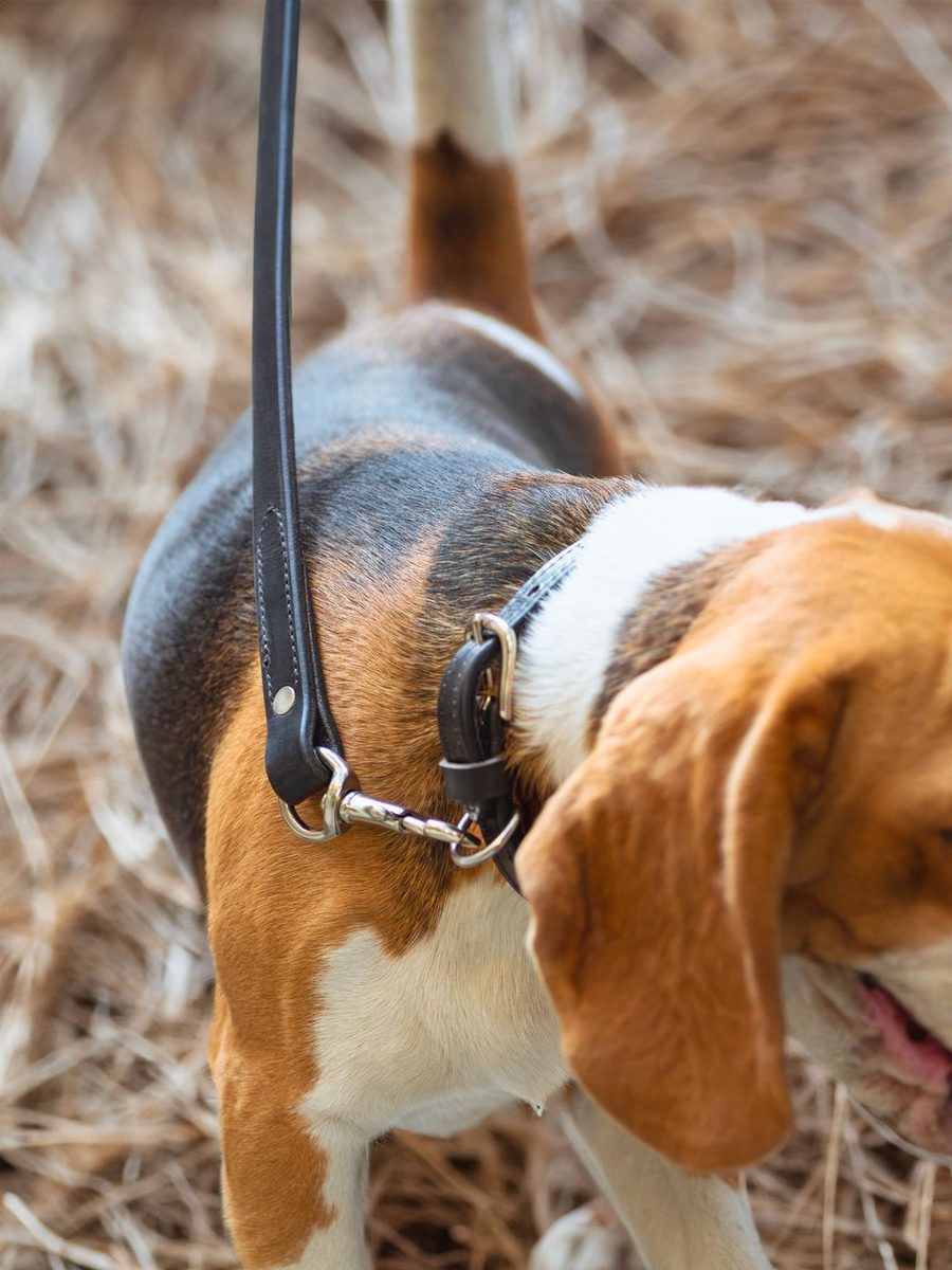 Leather Dog Leash thumbnail 4