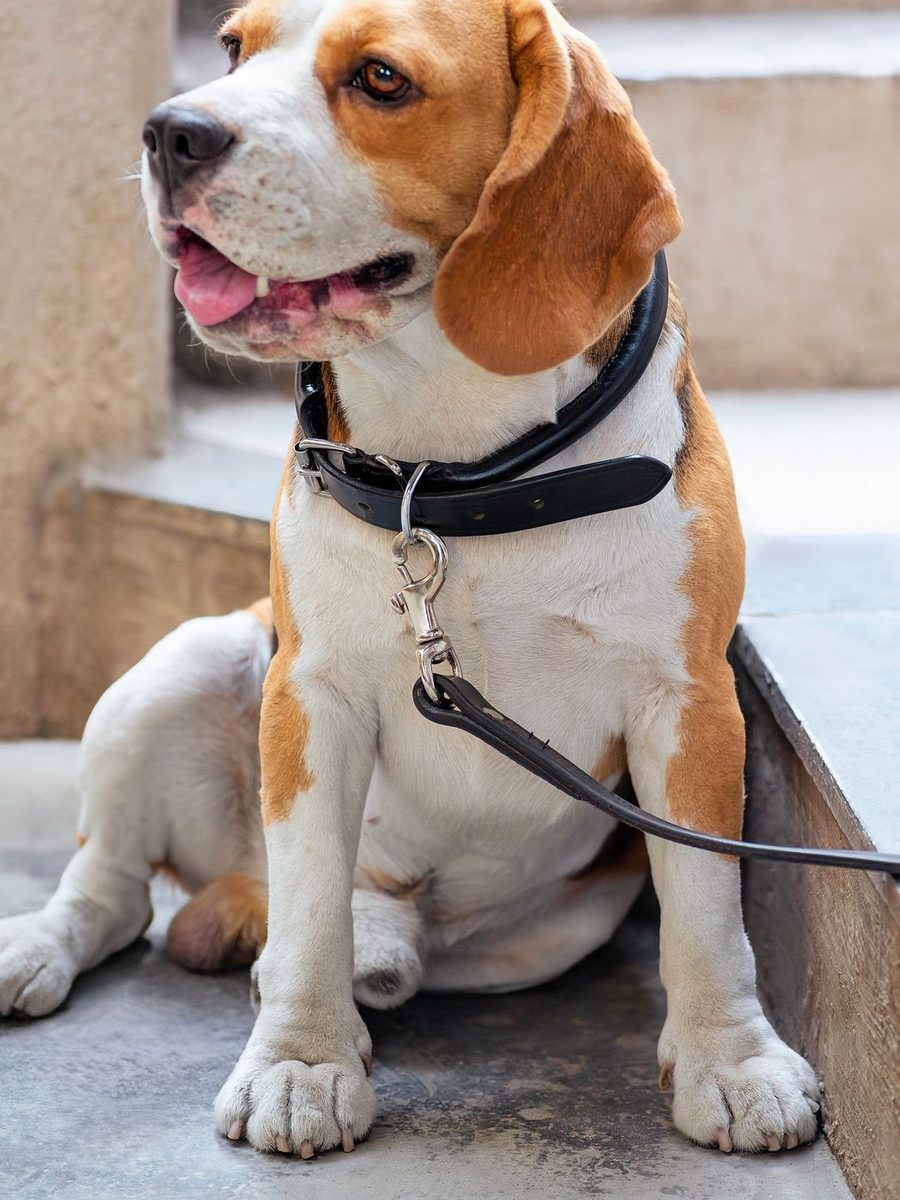Leather Dog Leash thumbnail 5