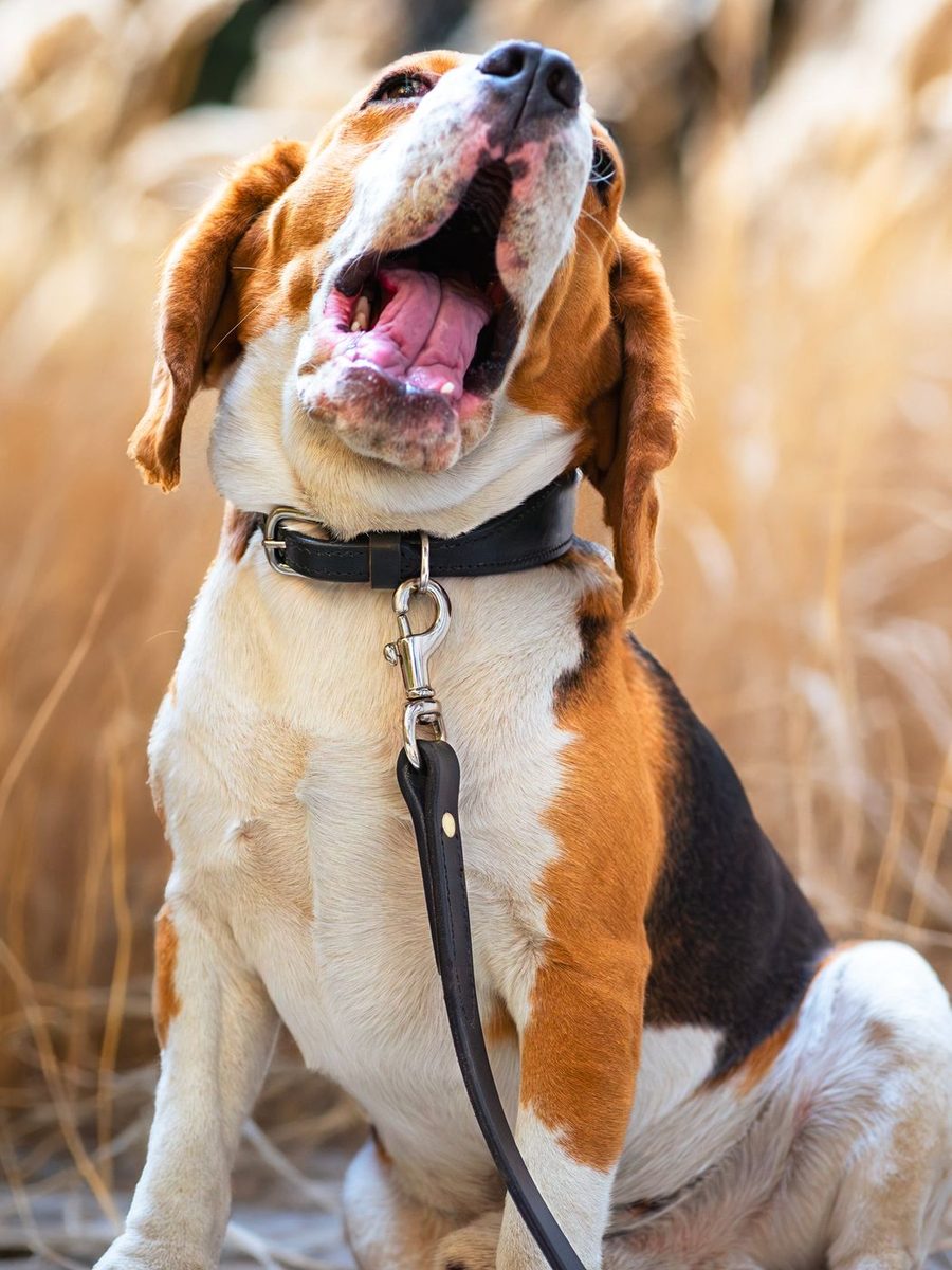 Leather Dog Leash thumbnail 7