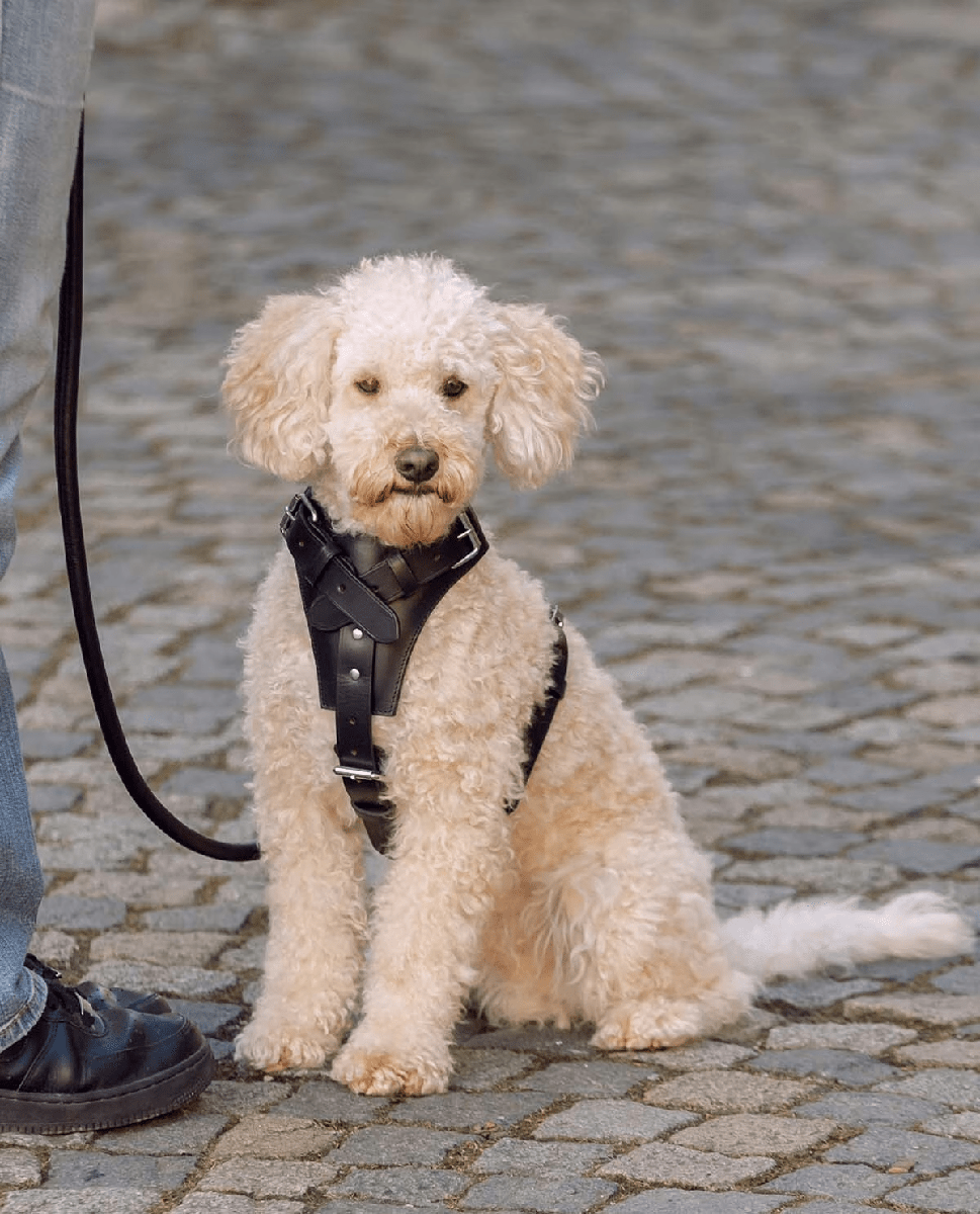 Premium Black Leather Dog Chest Harness