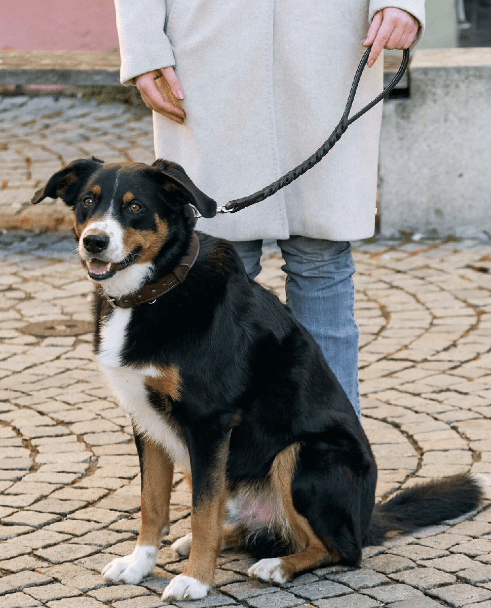 Premium Leather Traffic Dog Leash - Short Control Lead thumbnail 7